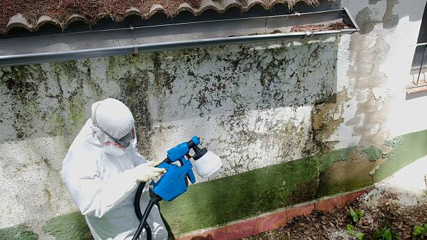 Top rated local Mold Testing specialists in Fairfax, VA